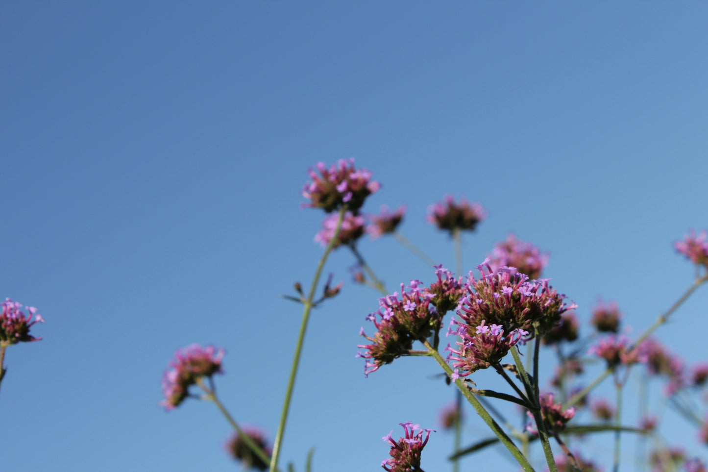 Pink flowers against a clear blue sky